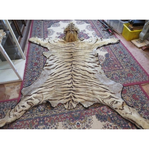 1 - A large taxidermy Indian tiger skin rug, c1920s, with fully mounted head and backed onto cotton canv... 