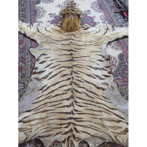 1 - A large taxidermy Indian tiger skin rug, c1920s, with fully mounted head and backed onto cotton canv... 