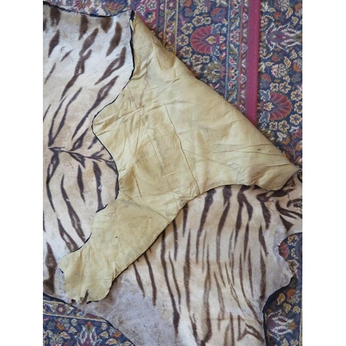 1 - A large taxidermy Indian tiger skin rug, c1920s, with fully mounted head and backed onto cotton canv... 