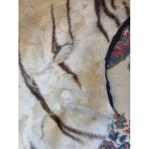 1 - A large taxidermy Indian tiger skin rug, c1920s, with fully mounted head and backed onto cotton canv... 