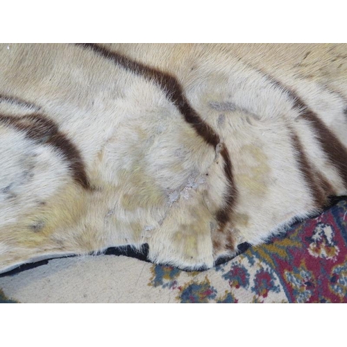 1 - A large taxidermy Indian tiger skin rug, c1920s, with fully mounted head and backed onto cotton canv... 