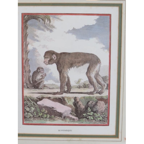 267 - Three decorative 19th century style prints of monkeys framed and glazed. 44cm x 50cm. (3).
Condition... 