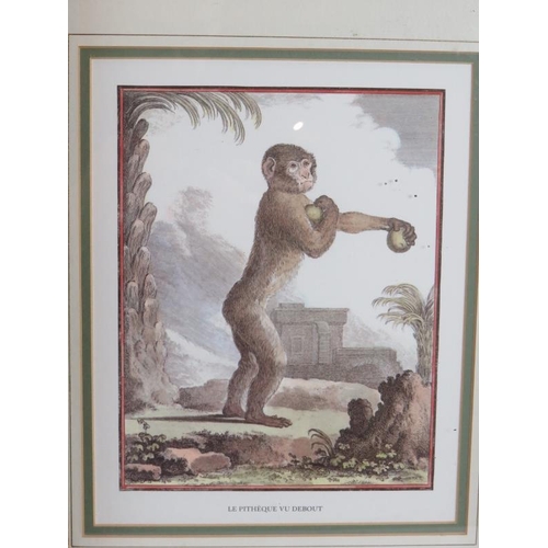 267 - Three decorative 19th century style prints of monkeys framed and glazed. 44cm x 50cm. (3).
Condition... 