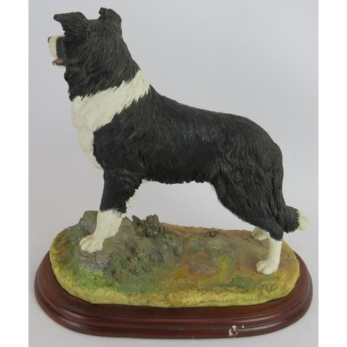 238 - A Border Fine Arts figure 'Border Collie Standing' by Margaret Turner 2002. Height 25cm. Length 25cm... 