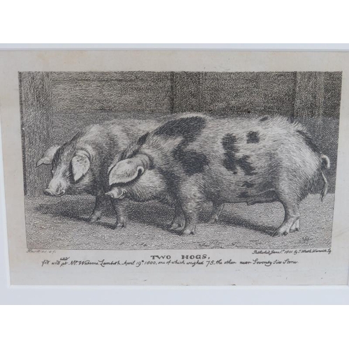 590 - 'Reynard in the Pigstye' and 'Two Hogs' - a pair of etchings, c.1800, 9.5cm x 15cm, framed. 
Conditi... 