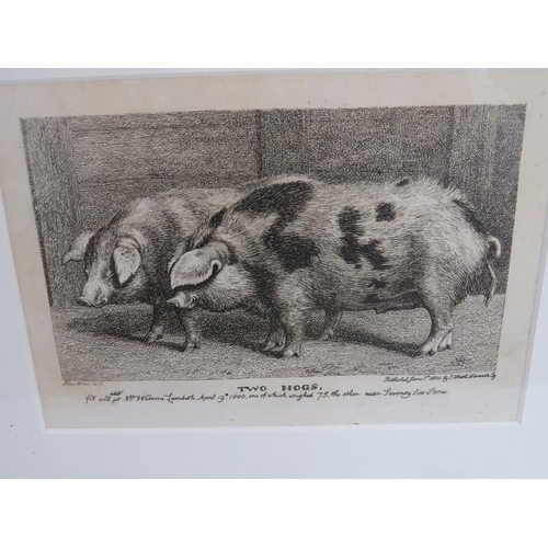 590 - 'Reynard in the Pigstye' and 'Two Hogs' - a pair of etchings, c.1800, 9.5cm x 15cm, framed. 
Conditi... 