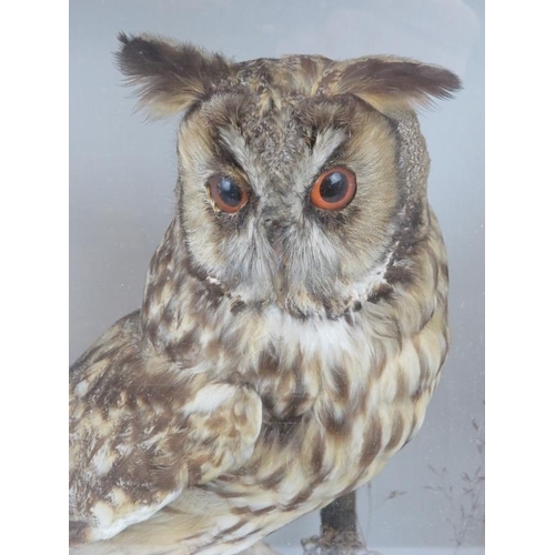 31 - Taxidermy: A long-eared owl. Modelled in a naturalistic setting standing perched on a branch. Housed... 