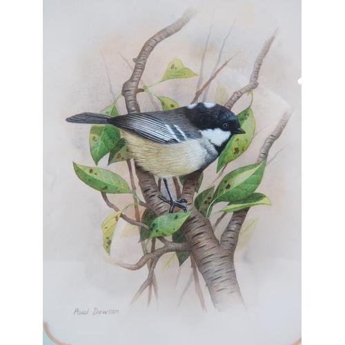 614 - Paul Dawson (b.1946) - 'Coal Tit', watercolour, signed, label verso for the Haste Gallery, Ipswich, ... 