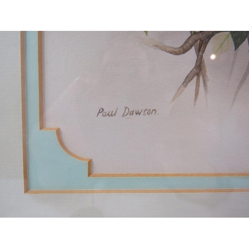 614 - Paul Dawson (b.1946) - 'Coal Tit', watercolour, signed, label verso for the Haste Gallery, Ipswich, ... 