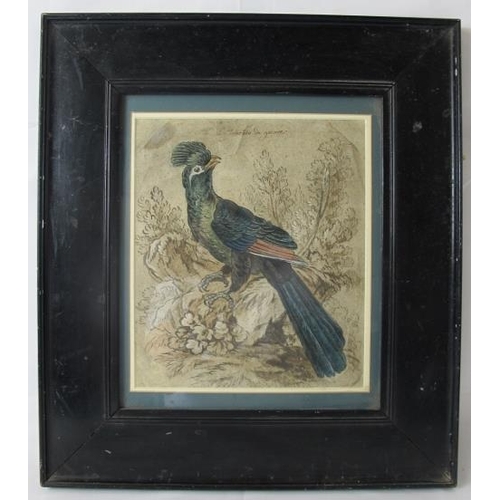 537 - French School (19th century or earlier) - 'Exotic bird amongst foliage', inscribed in French, waterc... 