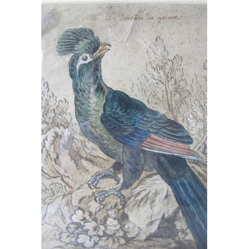 537 - French School (19th century or earlier) - 'Exotic bird amongst foliage', inscribed in French, waterc... 