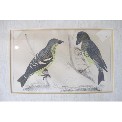 561 - Set 4 19th century ornithological coloured engravings, each approx: 14cm x 23cm, all framed.
Conditi... 