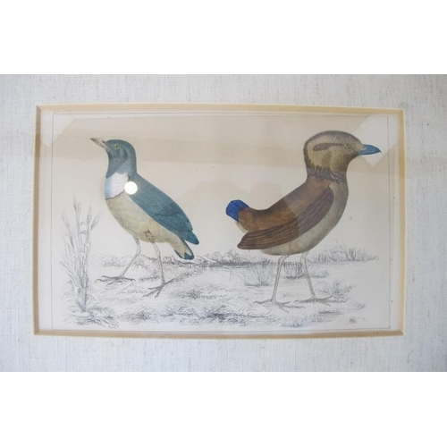 561 - Set 4 19th century ornithological coloured engravings, each approx: 14cm x 23cm, all framed.
Conditi... 