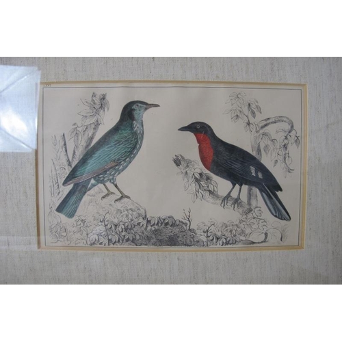 561 - Set 4 19th century ornithological coloured engravings, each approx: 14cm x 23cm, all framed.
Conditi... 