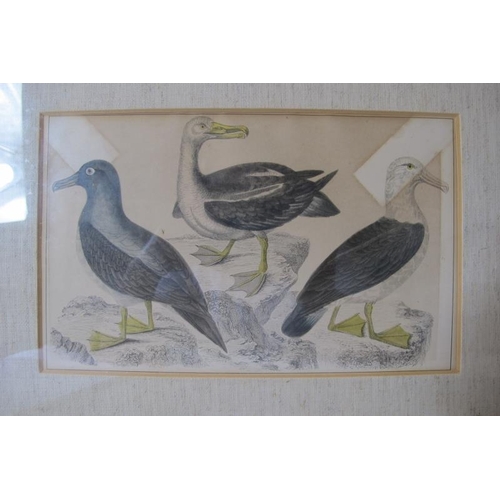 561 - Set 4 19th century ornithological coloured engravings, each approx: 14cm x 23cm, all framed.
Conditi... 