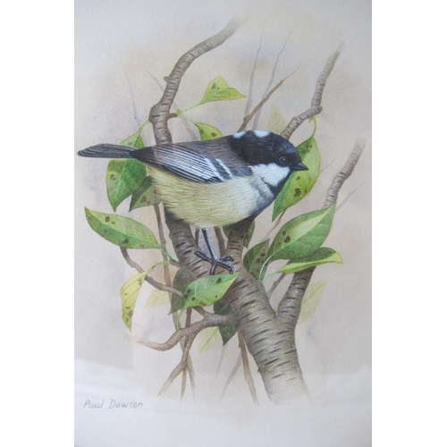 614 - Paul Dawson (b.1946) - 'Coal Tit', watercolour, signed, label verso for the Haste Gallery, Ipswich, ... 