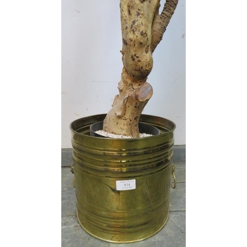 834 - An artificial yucca plant in a Regency style brass planter with cast lion mask handles. 
H140cm (app... 