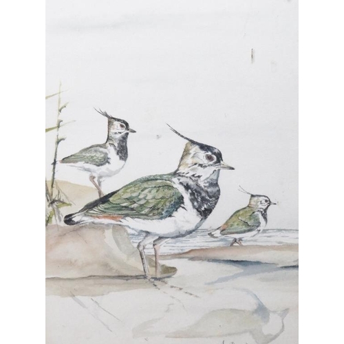 590 - Ian Bowles (Kent Wildlife Artist, 1946-2018) - A fine collection of 8 ornithological watercolours (s... 