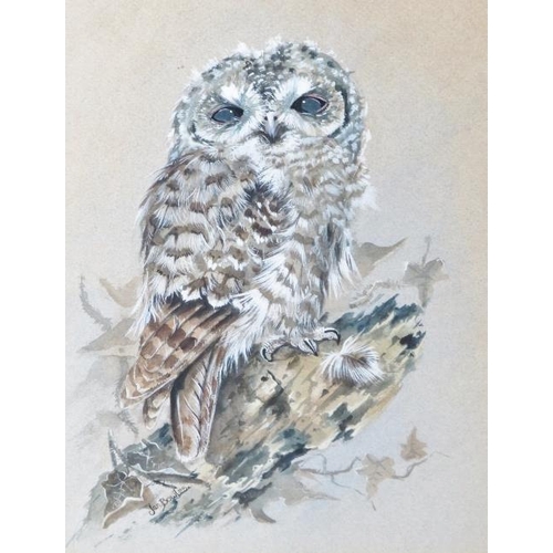 590 - Ian Bowles (Kent Wildlife Artist, 1946-2018) - A fine collection of 8 ornithological watercolours (s... 