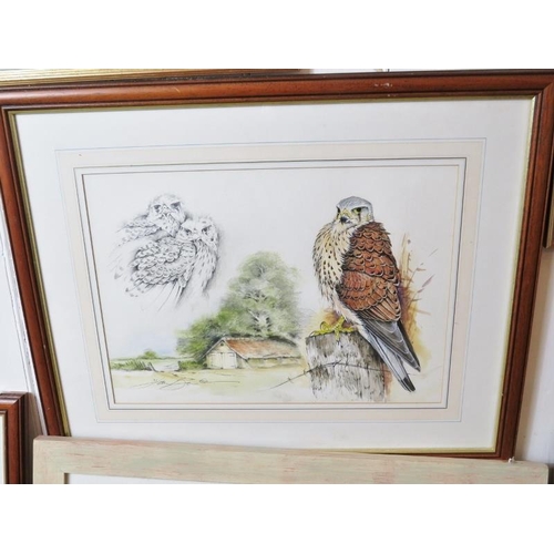 590 - Ian Bowles (Kent Wildlife Artist, 1946-2018) - A fine collection of 8 ornithological watercolours (s... 