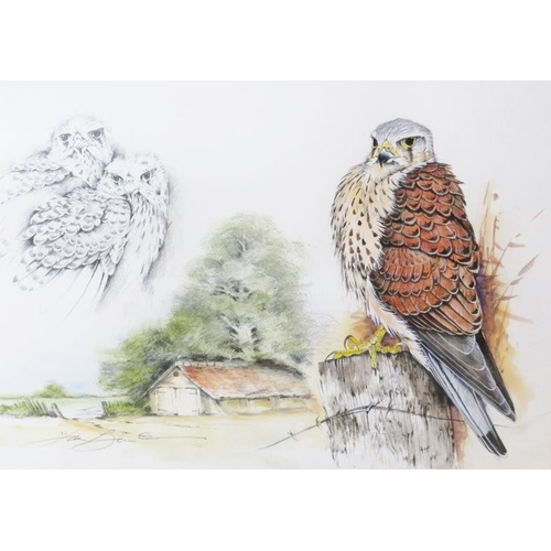 590 - Ian Bowles (Kent Wildlife Artist, 1946-2018) - A fine collection of 8 ornithological watercolours (s... 