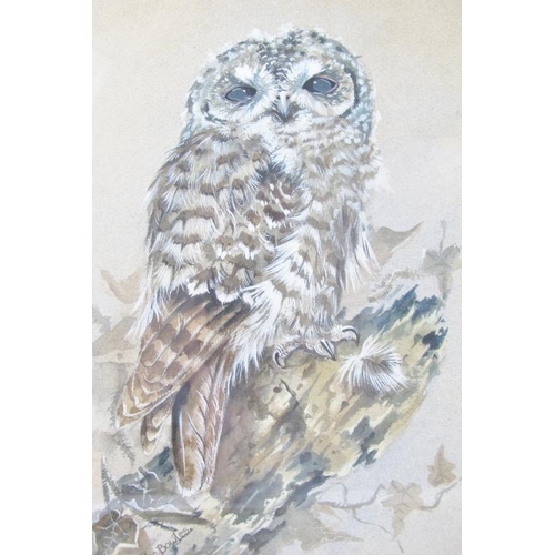 589 - Ian Bowls/Jan Bowles (20th/21st Century) - A fine collection of 8 ornithological watercolours (sizes... 