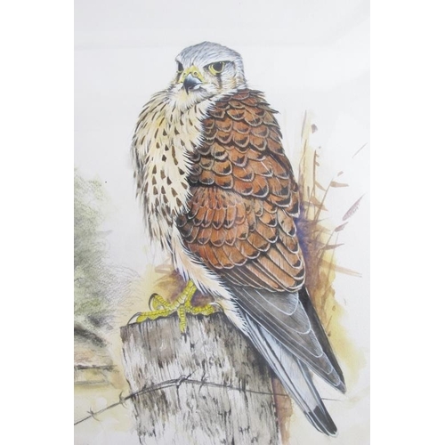 589 - Ian Bowls/Jan Bowles (20th/21st Century) - A fine collection of 8 ornithological watercolours (sizes... 