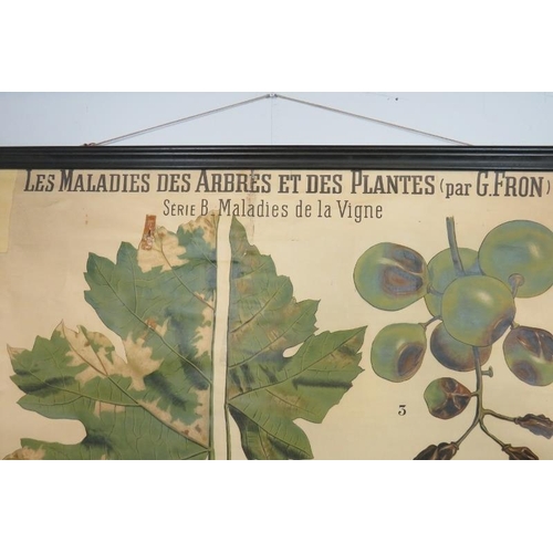 875 - A vintage French wall hanging teaching aid, depicting how fungi can affect trees and plants. 
H155 W... 