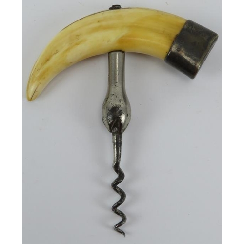 46 - An English wild boar tusk handled corkscrew, early 20th century. The boar tusk silver mounted to one... 