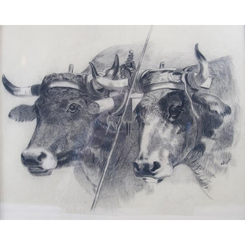 606 - M.S (1901) - 'Sturdy of cattle', pencil drawing, signed and dated 1901, 33cm x 38cm, framed.
Conditi... 