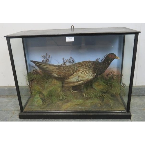 802 - An antique cased taxidermy specimen of a female pheasant, in an ebonised glass case with a plinth ba... 