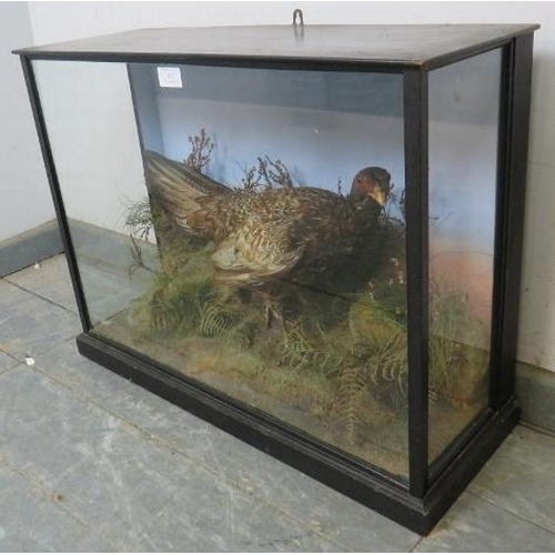 802 - An antique cased taxidermy specimen of a female pheasant, in an ebonised glass case with a plinth ba... 