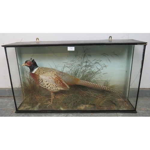 803 - An antique taxidermy specimen of a male pheasant, in an ebonised glass case. 
H46cm W82cm D19cm (app... 