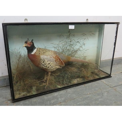 803 - An antique taxidermy specimen of a male pheasant, in an ebonised glass case. 
H46cm W82cm D19cm (app... 