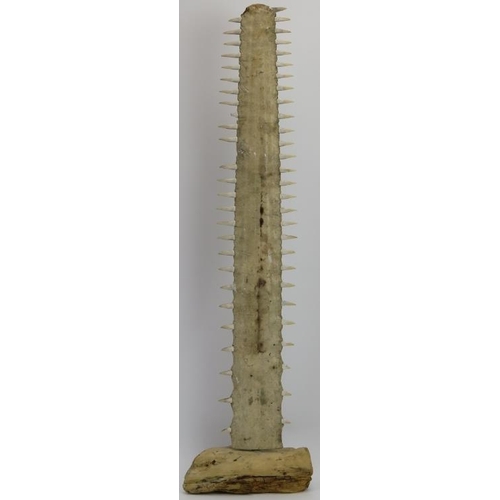 35 - A taxidermy sawfish rostrum. Mounted on a section of drift wood. 79.8 cm length of bill, 87 cm total... 