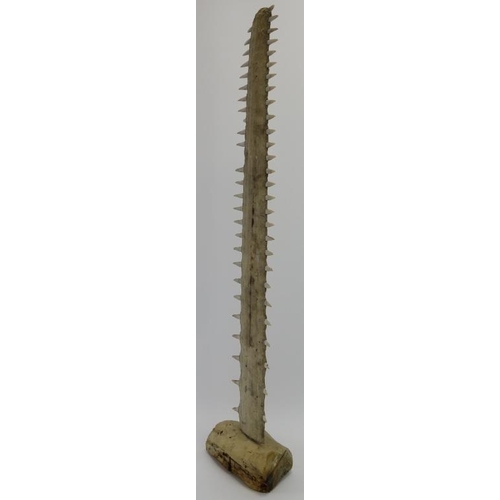 35 - A taxidermy sawfish rostrum. Mounted on a section of drift wood. 79.8 cm length of bill, 87 cm total... 