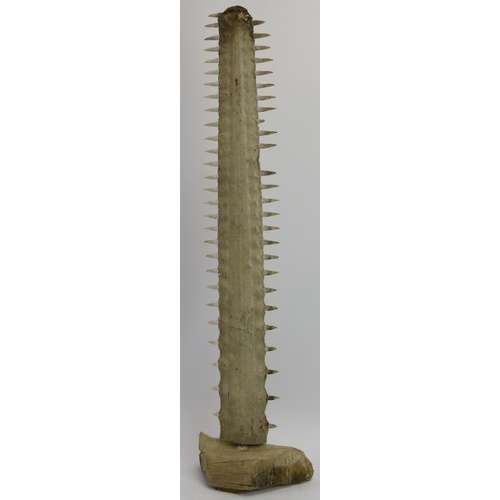 35 - A taxidermy sawfish rostrum. Mounted on a section of drift wood. 79.8 cm length of bill, 87 cm total... 