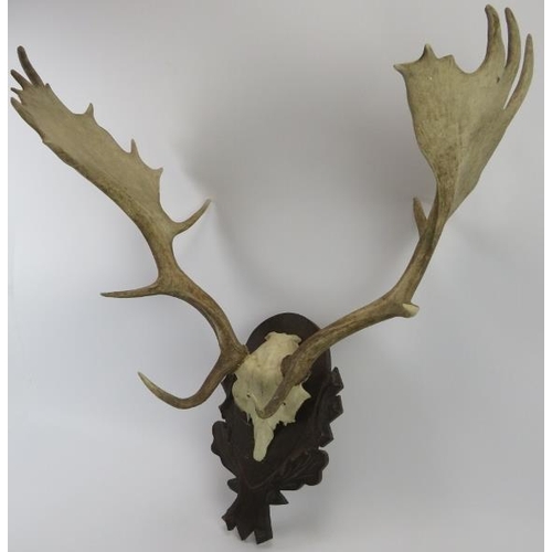 38 - A pair of English Fallow deer antlers mounted on a carved wood plaque. 75 cm total height. 
Conditio... 