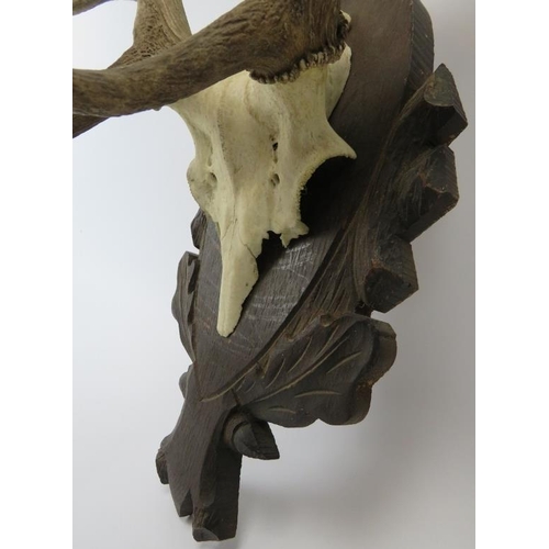 38 - A pair of English Fallow deer antlers mounted on a carved wood plaque. 75 cm total height. 
Conditio... 