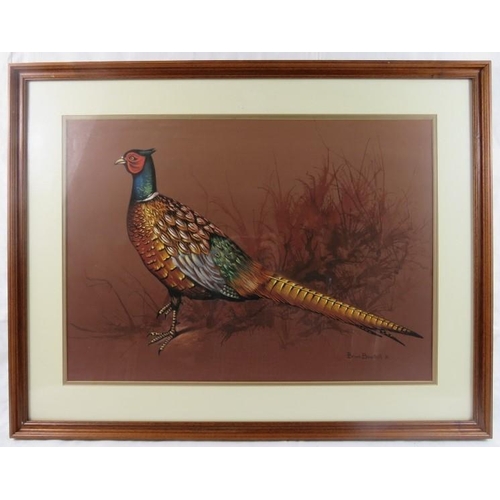 556 - Brian Bow Hill (20th century) - A framed and glazed watercolour, 'study of a pheasant', signed and d... 