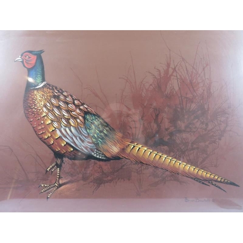 556 - Brian Bow Hill (20th century) - A framed and glazed watercolour, 'study of a pheasant', signed and d... 