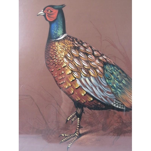 556 - Brian Bow Hill (20th century) - A framed and glazed watercolour, 'study of a pheasant', signed and d... 