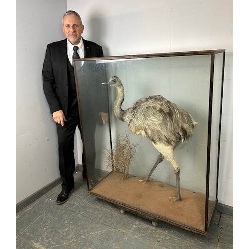 900 - A turn of the century cased taxidermy specimen of a Rhea, within a naturalistic setting. 
H126cm W10... 