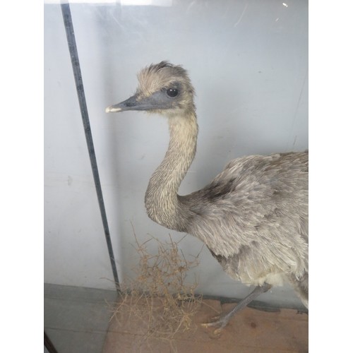 900 - A turn of the century cased taxidermy specimen of a Rhea, within a naturalistic setting. 
H126cm W10... 