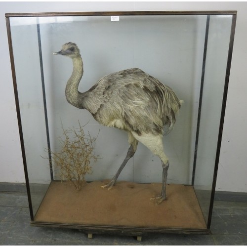 900 - A turn of the century cased taxidermy specimen of a Rhea, within a naturalistic setting. 
H126cm W10... 