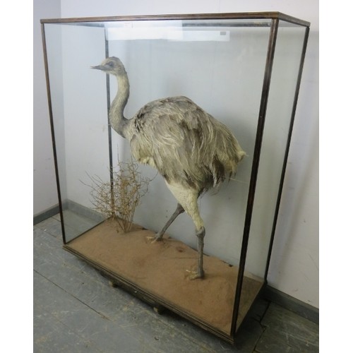 900 - A turn of the century cased taxidermy specimen of a Rhea, within a naturalistic setting. 
H126cm W10... 