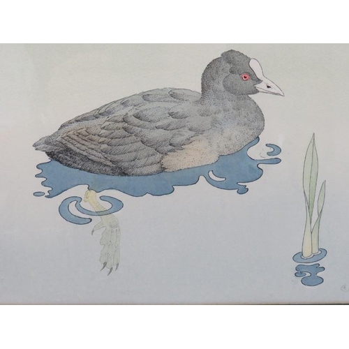 573 - David Cook Aua, Kent artist - A framed and glazed ink/watercolour, title 'Coot'. 20cm x 30.5cm.
Cond... 