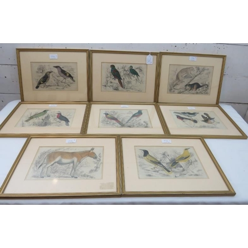 574 - Eight framed and glazed coloured plates, 6 studies of birds and two of animals, 15cm x 24cm each app... 