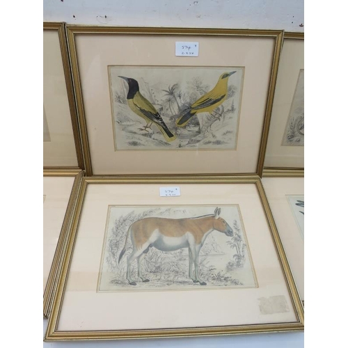 574 - Eight framed and glazed coloured plates, 6 studies of birds and two of animals, 15cm x 24cm each app... 