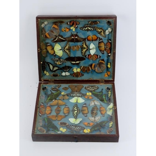 41 - Taxidermy: A lepidoptery collection in a folding display case, 19th century/early 20th century. Comp... 